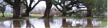 Oak Trees and Puddles